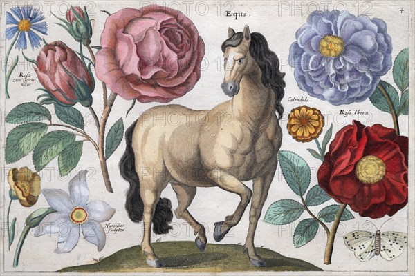 Horse, butterfly and roses, from Animalium, ferarum, bestiarum, florum, fructuum muscarum vermiumque icones variae, hand-coloured engraving by Wenzel or Wenceslaus Hollar, London 1663