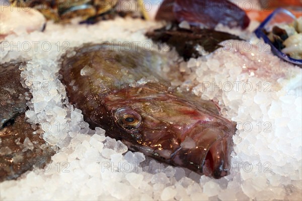 Close-up of a fish counter with fish and seafood