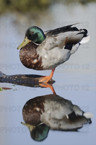 Mallard (Anas platyrhynchos), drake with mirror image, North Rhine-Westphalia, Germany, Europe