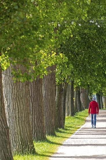 Trees, man, footpath, south harbour, Kappeln, Schlei, Schleswig-Holstein, Germany, Europe