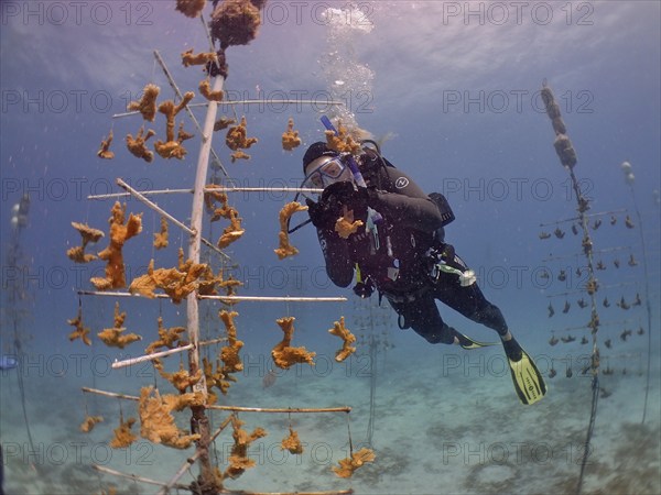 Coral farming. Diver cleans the frame on which young specimens of elkhorn coral (Acropora palmata) grow until they can be released onto the reef. The aim is to breed corals that can withstand the higher water temperatures. Dive site Nursery, Tavernier, Florida Keys, Florida, USA, North America