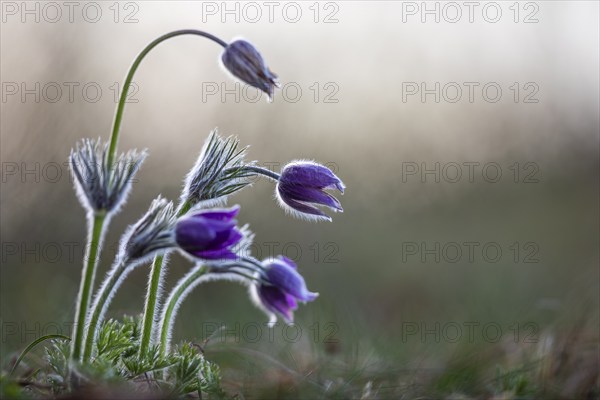 Common pasque flower (Pulsatilla vulgaris), Ranunculaceae, Rauer Stein, Irndorf, Upper Danube Nature Park, Baden-Württemberg, Germany, Europe