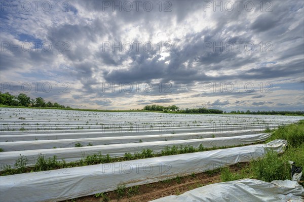 White covering film over an asparagus field, Eckental, Middle Franconia, Bavaria, Germany, Europe