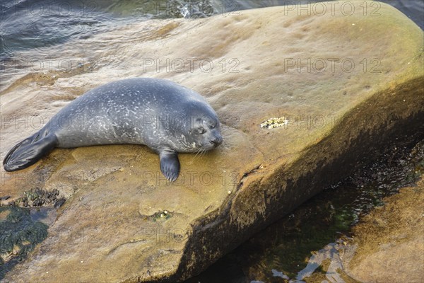 Harbor seal, phoca vitulina vitulina. Baby seal resting on a rock by the sea. Forillon national park. Province of Quebec. Canada