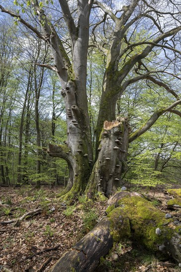 Old copper beech (Fagus sylvatica) with tinder fungus (Fomes fomentarius), triple beech, one trunk broken off, deadwood, Sababurg primeval forest, Hesse, Germany, Europe