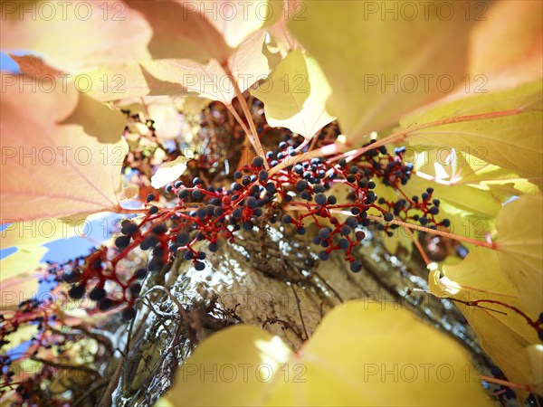 Wild Vine (Parthenocissus quinquefolia) on a house wall, autumn atmosphere, Munich, Bavaria, Germany, Europe