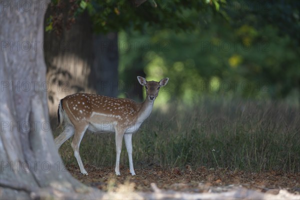 Fallow deer (Dama dama) adult female doe standing in a woodland, England, United Kingdom, Europe