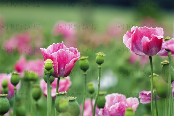 Opium poppy (Papaver somniferum), cultivation of edible poppy, poppy field, pink flowers and seed capsules, Germerode, Meißner, Geo-nature park Park Frau-Holle-Land, Hesse, Germany, Europe