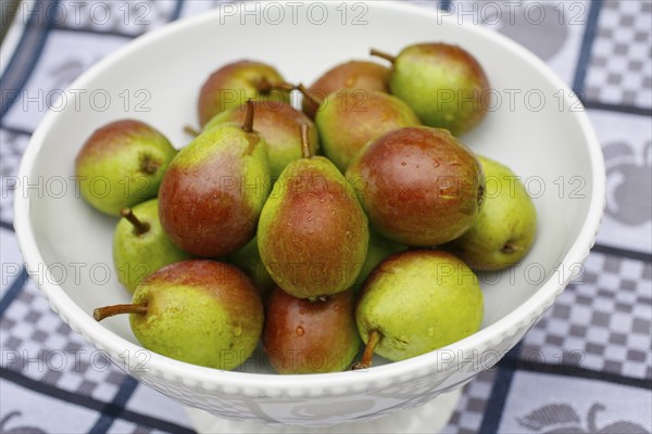 Stuttgart Gaishirtle, pear variety, fruit in fruit bowl, preparation of tart with Gaishirtle and sheep's cheese, baking, typical Swabian, Swabian cuisine, traditional cuisine reinterpreted, vegetarian, food photography, studio, Germany, Europe