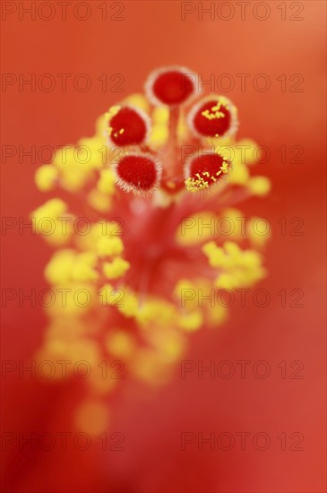 Chinese hibiscus (Hibiscus rosa-sinensis), detail of the flower, ornamental plant, North Rhine-Westphalia, Germany, Europe