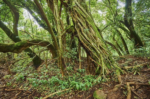 Landscape of Rainforest at the Lulumahu trail to the Lulumahu falls, Honolulu Watershed Forest Reserve, Hawaiian Island Oahu, O?ahu, Hawaii, Aloha State, United States, North America