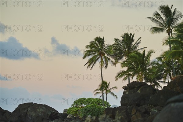 Landscape of palms at the Laniakea Beach, Haleiwa, Hawaiian Island Oahu, O?ahu, Hawaii, Aloha State, United States, North America