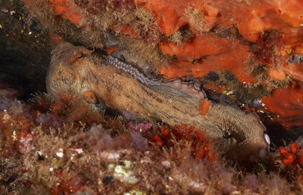 A Common Octopus (Octopus vulgaris) uses the orange sea sponge as camouflage on the reef floor. Dive site Cap de Creus Marine Protected Area, Rosas, Costa Brava, Spain, Mediterranean Sea, Europe