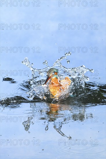 Common kingfisher (Alcedo atthis) flying out of the water after hunting fish, wildife, Catalonia, Spain, Europe