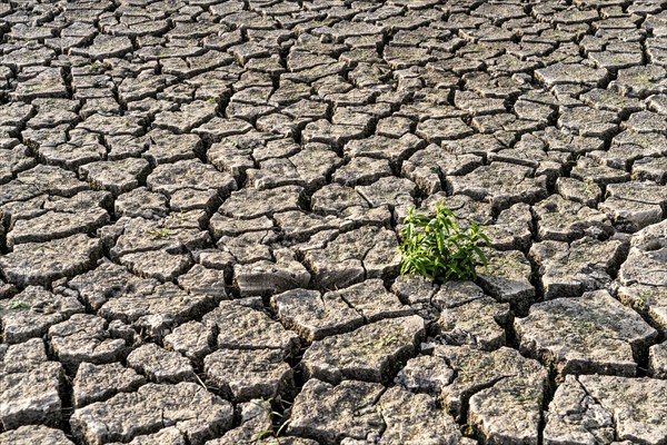 Dry soil, cracked, only a few weeds growing out of the ground, dried-up riverbed, in a side arm of the Rhine, near Duisburg