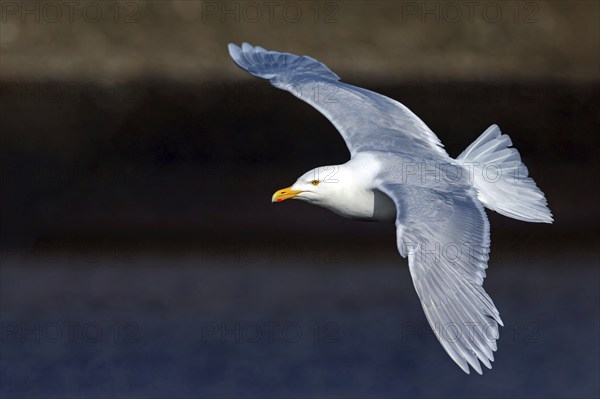 Glaucous gull (Larus hyperboreus), Norway, Spitsbergen, aerial photograph, Longyearbyen, Svalbard / Spitsbergen, Norway, Europe