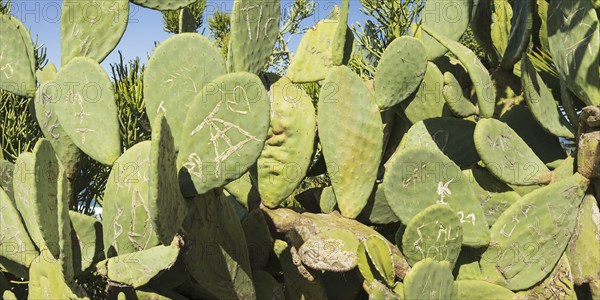 Opuntia (Opuntia), prickly pear, Tenerife, Canary Islands, Spain, Europe