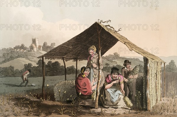 Scene from everyday life in England around 1810, peasant women at the harvest, thistle harvest, historical, digitally restored reproduction from a 19th century original, date unknown