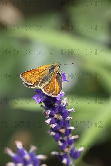 Large skipper (Ochlodes venatus), collecting nectar from a flower of Common lavender (Lavandula angustifolia), close-up, macro photograph, Wilnsdorf, North Rhine-Westphalia, Germany, Europe