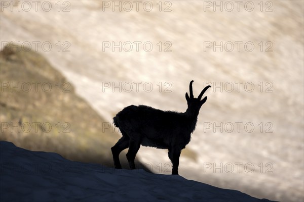 Alpine ibex (Capra ibex), silhouette in front of snowfield, Mont Blanc massif, Chamonix, France, Europe