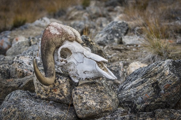 Bleached skull of a musk ox in a rocky arctic landscape, Kong Oscar Fjord, Northeast Greenland National Park, Greenland, North America