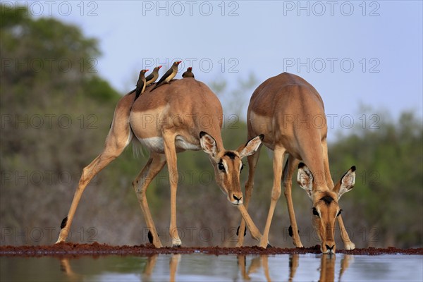 Black heeler antelope (Aepyceros melampus), adult, female, two females, at the water, drinking, with red-billed oxpecker (Buphagus erythrorhynchus), symbiosis, Kruger National Park, Kruger National Park, Kruger National Park South Africa