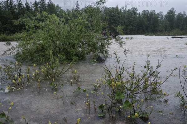 Flood, continuous rain, river, rain, flooding, Upper Bavaria, force of nature, climate, climate change, environment, river bank, storm, disaster, Isar, Lenggries, Bavaria, Germany, Europe