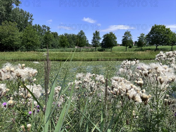 Field thistle (Cirsium arvense), in the background landscape on Herrenchiemsee with large canal in front of Herrenchiemsee Castle, Herrenchiemsee Island, Chiemsee, Bavaria, Germany, Europe