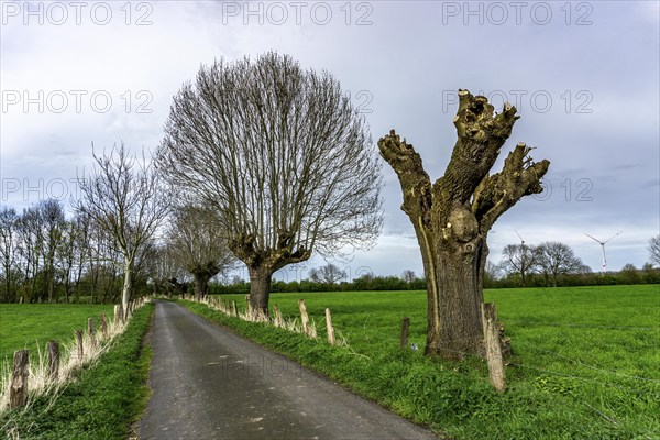 Pollarded willows, after cutting, bare tree, where new willow rods grow on the cut surfaces, in the nature reserve Momm-Niederung, part of the nature reserve Rheinvorland between Mehrum and Emmelsum, near Voerde, North Rhine-Westphalia, Germany, Europe