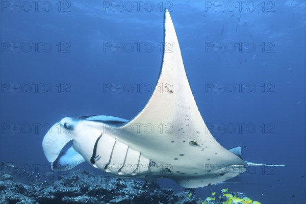 Symbiotic behaviour Symbiosis of manta ray (Manta) can be cleaned via coral reef open gills clean opens gills for cleaner wrasse cleaner wrasse (Labroides dimidiatus) cleaner wrasse, Indian Ocean, Maldives, Asia