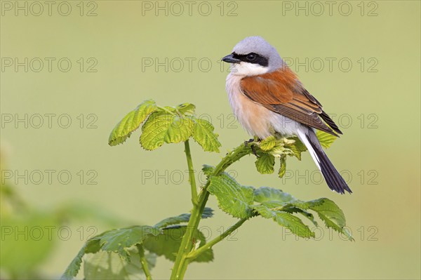 Red-backed shrike, red-backed shrike, thorn-backed shrike, family of shrikes, (Lanius collurio), male, Hockenheim, Baden-Württemberg, Germany, Europe