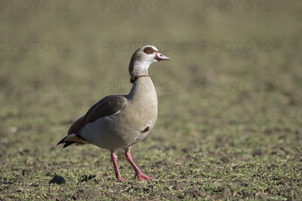 Egyptian goose (Alopochen aegyptiaca), adult bird, Wesel, Lower Rhine, North Rhine-Westphalia, Germany, Europe