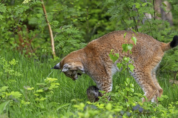 Eurasian lynx (Lynx lynx) killing prey in thicket at forest's edge