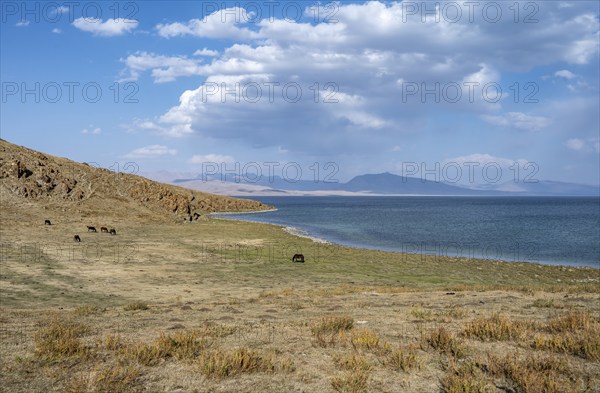 Horses grazing on the shore of a mountain lake, Lake Song Kul, Naryn region, Kyrgyzstan, Asia