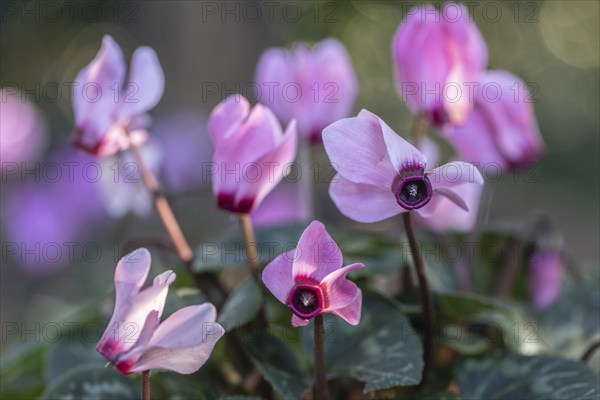 Cyclamen hederifolium or Neapolitan cyclamen (Cyclamen hederifolium), Emsland, Lower Saxony, Germany, Europe