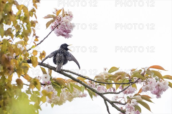 A common starling (Sturnus vulgaris) on a flowering cherry branch against a white sky, courtship behaviour, Hesse, Germany, Europe