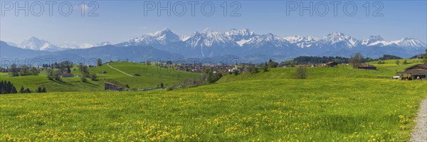 Common dandelion (Taraxacum sect. Ruderalia) in spring, meadow near Rieden am Forggensee, Ostallgäu, Allgäu, Bavaria, Germany, Europe