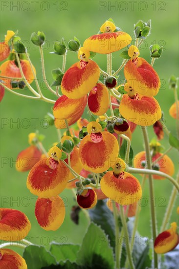 Slipper flower (Calceolaria Hybride), flowering, Elllerstadt, Germany, Europe