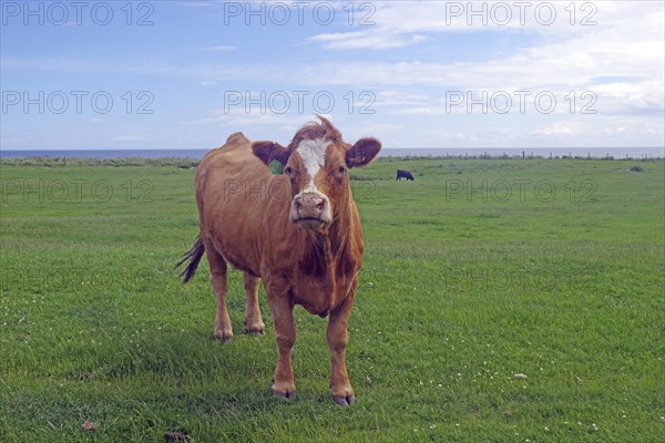 Brown cow on green meadow with blue sky in the background, Humour, Aberdeenshire, Scotland, Great Britain