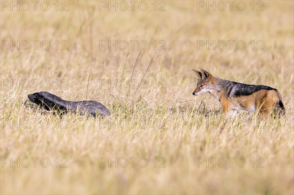 Honey badger (Mellivara capensis) and black-backed jackal (Canis mesomeles) Botswana, Botswana, Botswana, Africa