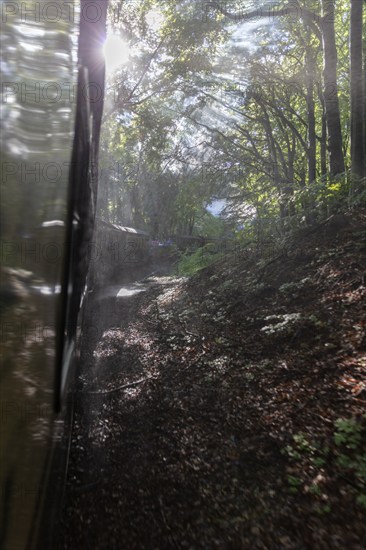 A train crosses a shady forest, illuminated by rays of sunlight shining through the leaves, Rügen, Rasender Roland