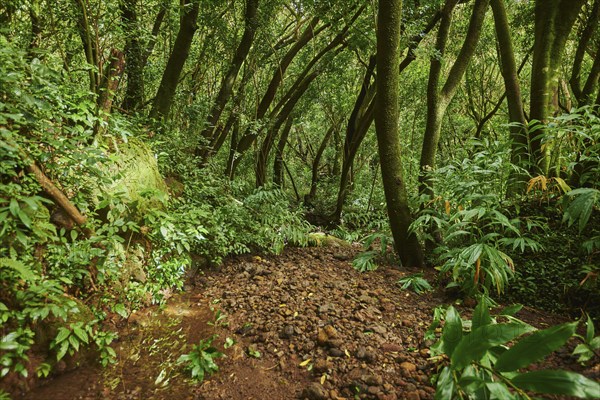 Landscape of Rainforest at the Lulumahu trail to the Lulumahu falls, Honolulu Watershed Forest Reserve, Hawaiian Island Oahu, O?ahu, Hawaii, Aloha State, United States, North America