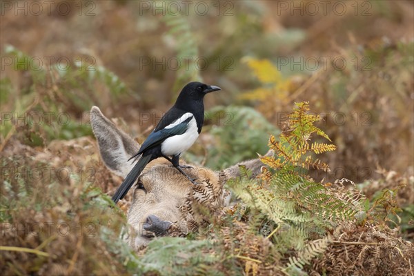 Red deer (Cervus elaphus) adult female doe sitting amongst bracken in the autumn with a Magpie (Pica pica) adult bird on its head, England, United Kingdom, Europe