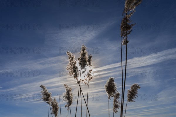 Common reed (Phragmites australis) against the light, Bavaria, Germany, Europe