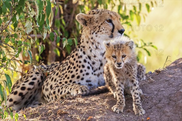 Cheetah (Acinonyx jubatus) with a cub resting in the shade by a bush on the savanna in Africa, Maasai Mara, Kenya, Africa