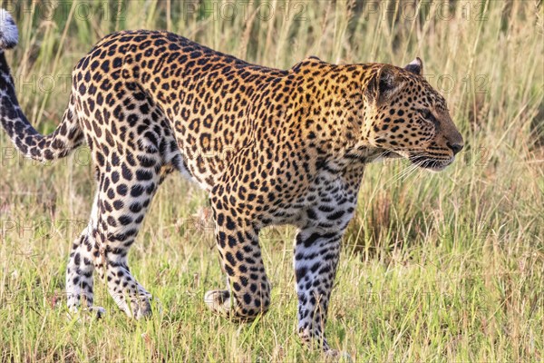 Close up at a Leopard (Panthera pardus) walking on the grass savanna in Africa, Maasai Mara National Reserve, Kenya, Africa