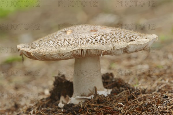 Pearl mushroom or blusher (Amanita rubescens), North Rhine-Westphalia, Germany, Europe