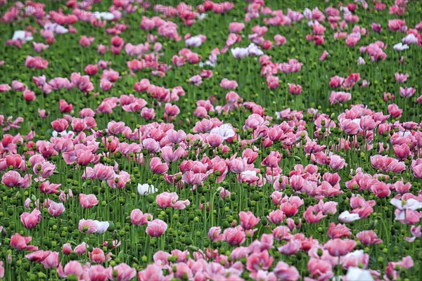 Opium poppy (Papaver somniferum), cultivation of edible poppy, poppy field, pink flowers and seed capsules, Germerode, Meißner, Geo-nature park Park Frau-Holle-Land, Hesse, Germany, Europe