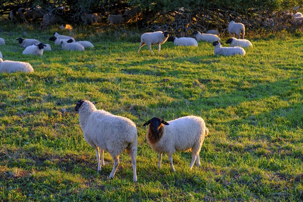 Rhön sheep, flock of sheep, sheep, sunrise, Hochrhön road, UNESCO biosphere reserve, near Hausen, Rhön, Bavarian Rhön, Rhön, Lower Franconia, Bavaria, Germany, Europe