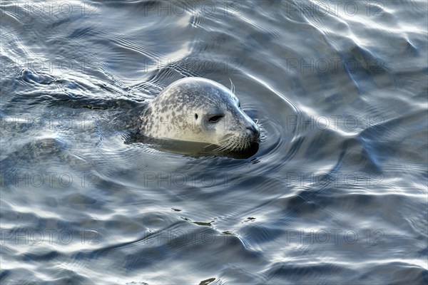 Harbor seal, phoca vitulina vitulina. Seal floating in the sea and watching. Head above the water. Forillon national park. Province of Quebec. Canada